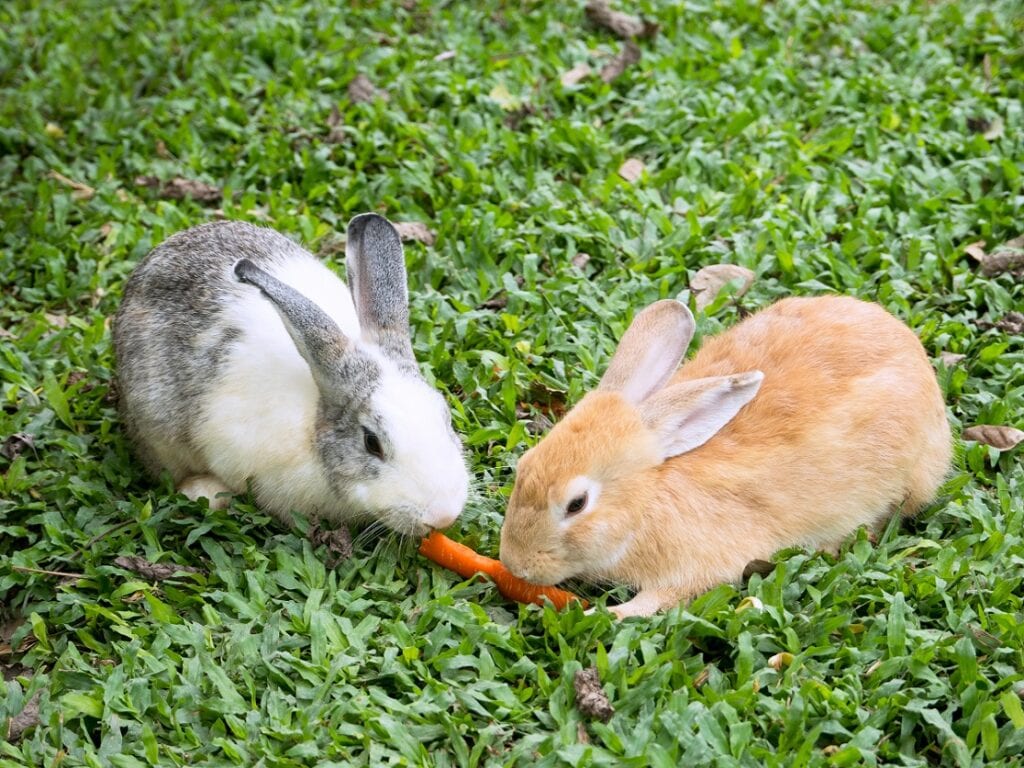 gambar kelinci makan wortel