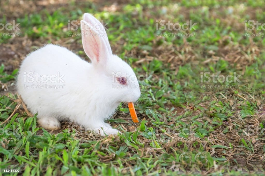 gambar kelinci makan wortel