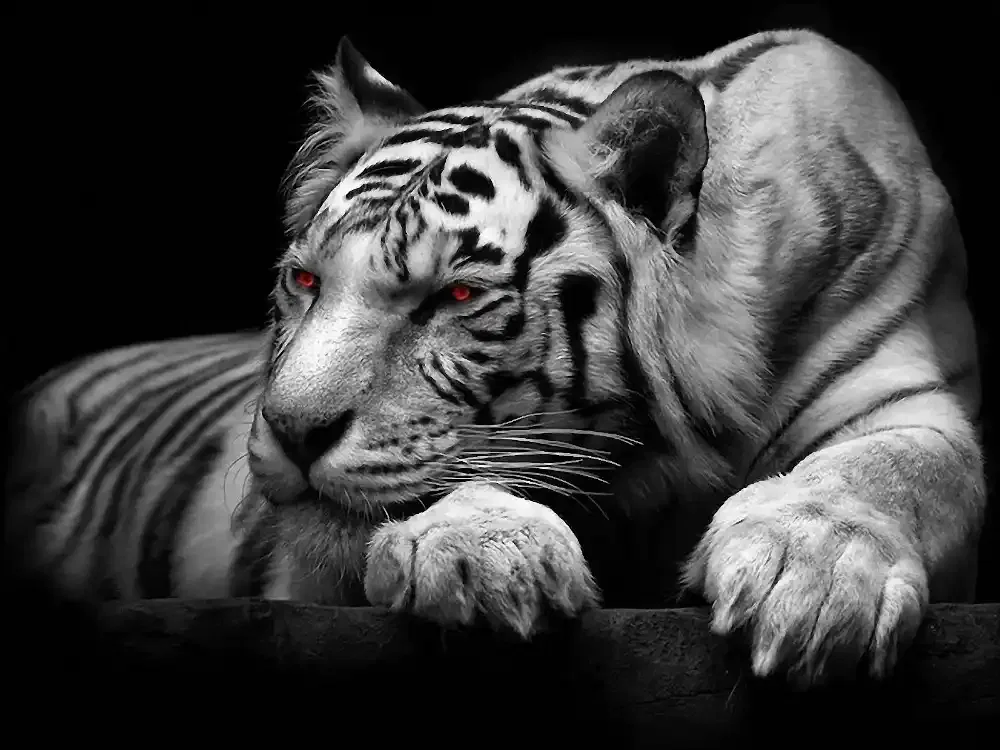 gambar macan putih mata merah