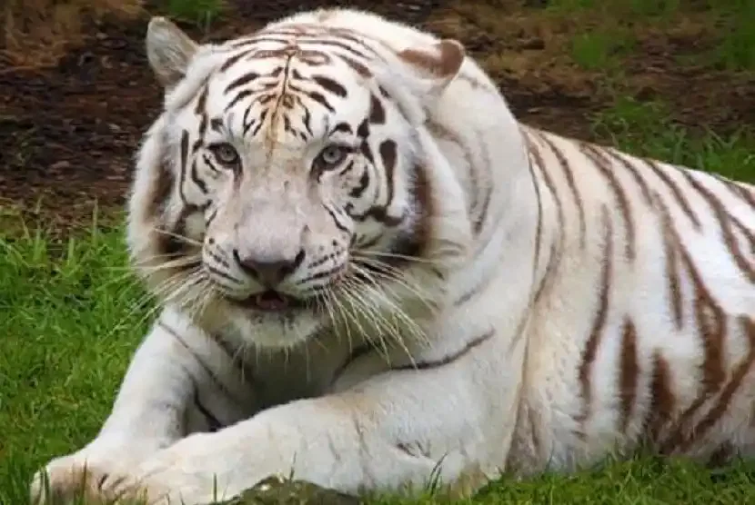 gambar macan putih mata merah