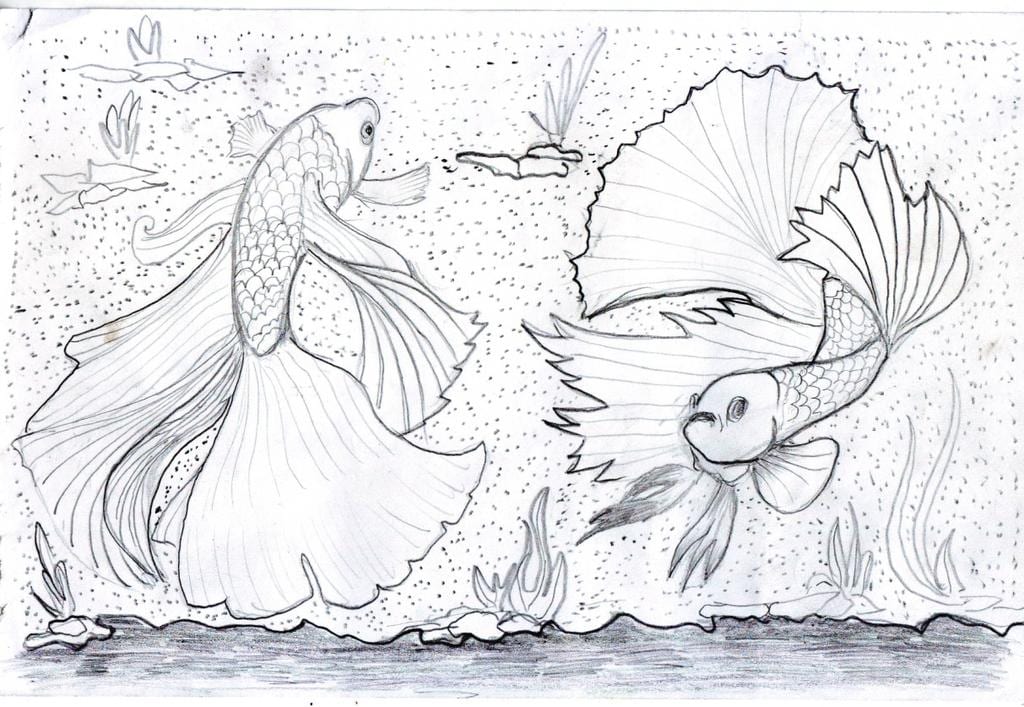 sketsa ikan cupang