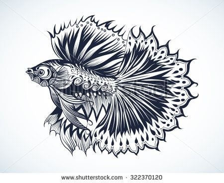 sketsa ikan cupang