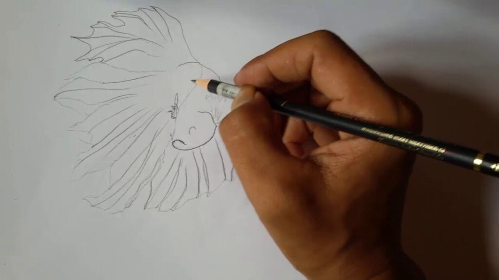 sketsa ikan cupang