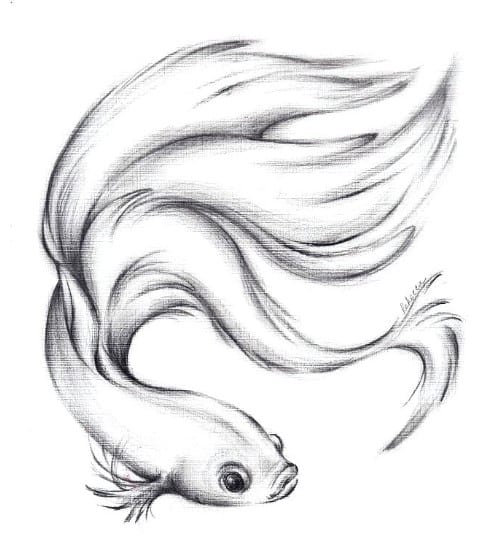 sketsa ikan cupang