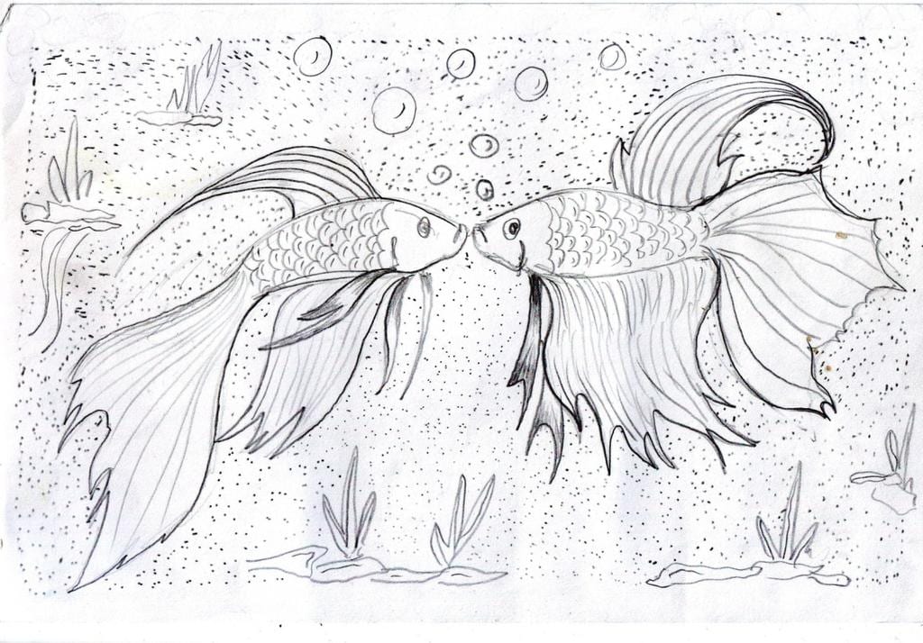 sketsa ikan cupang