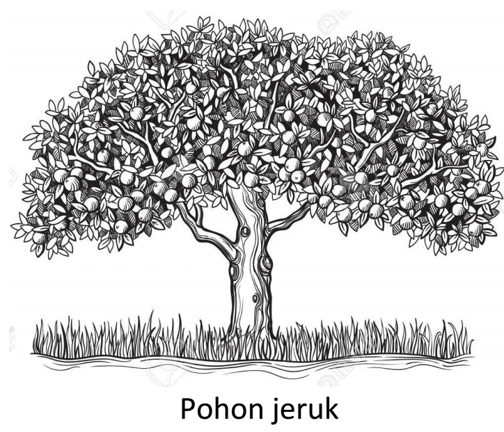 sketsa pohon mangga