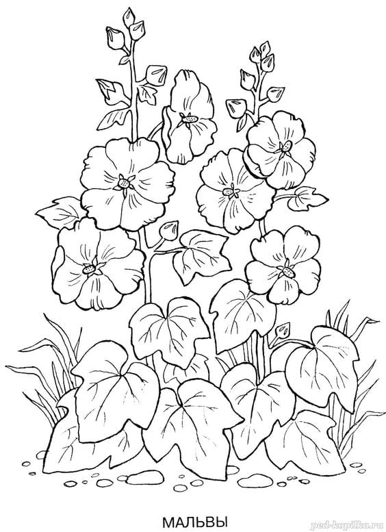 Sketsa Gambar Hewan dan Tumbuhan