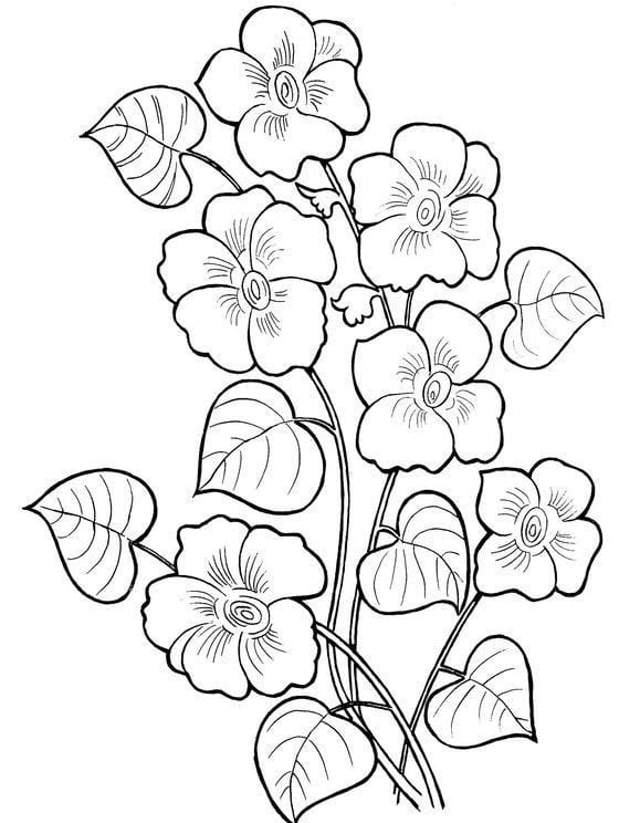 Sketsa Gambar Hewan dan Tumbuhan
