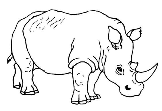 Sketsa Gambar Hewan dan Tumbuhan