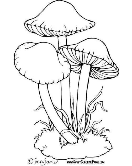 Sketsa Gambar Hewan dan Tumbuhan