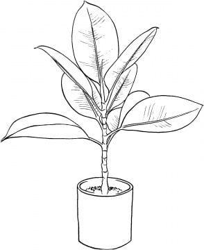 Sketsa Gambar Hewan dan Tumbuhan