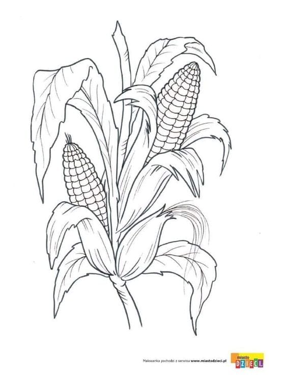 Sketsa Gambar Hewan dan Tumbuhan