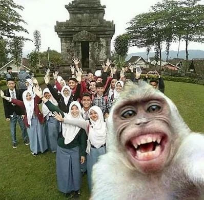 Gambar Monyet Lucu