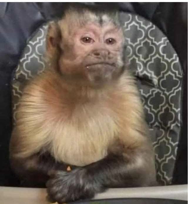 Gambar Monyet Lucu