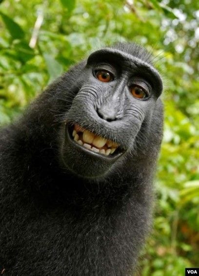 Gambar Monyet Lucu