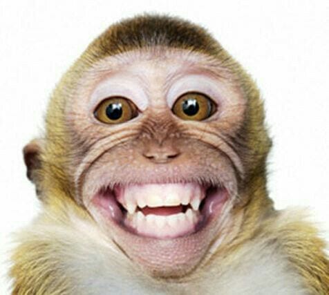 Gambar Monyet Lucu