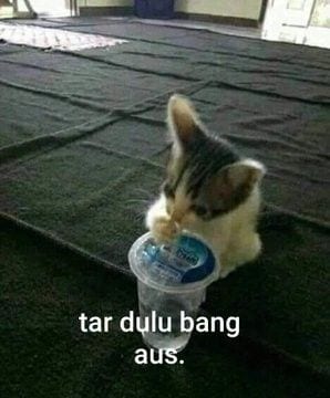 Foto Kucing Meme