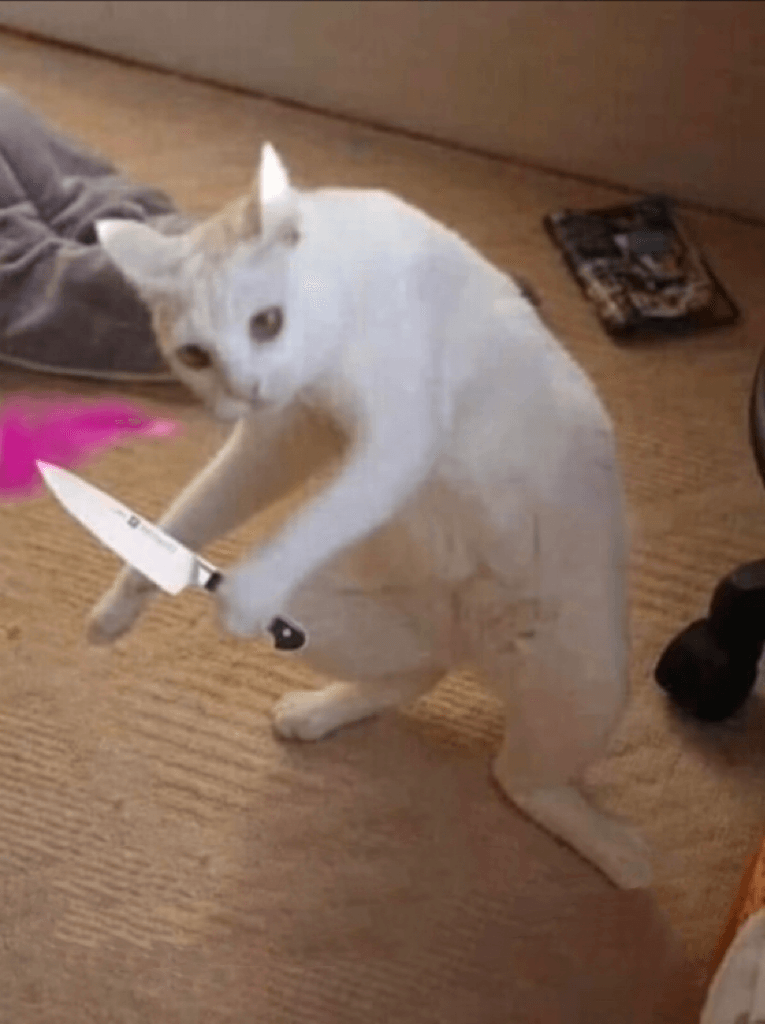 Foto Kucing Meme