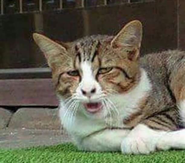 Foto Kucing Meme