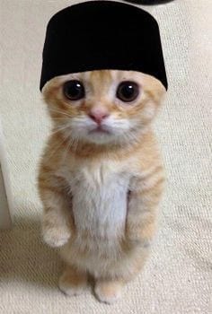 Foto Kucing Meme