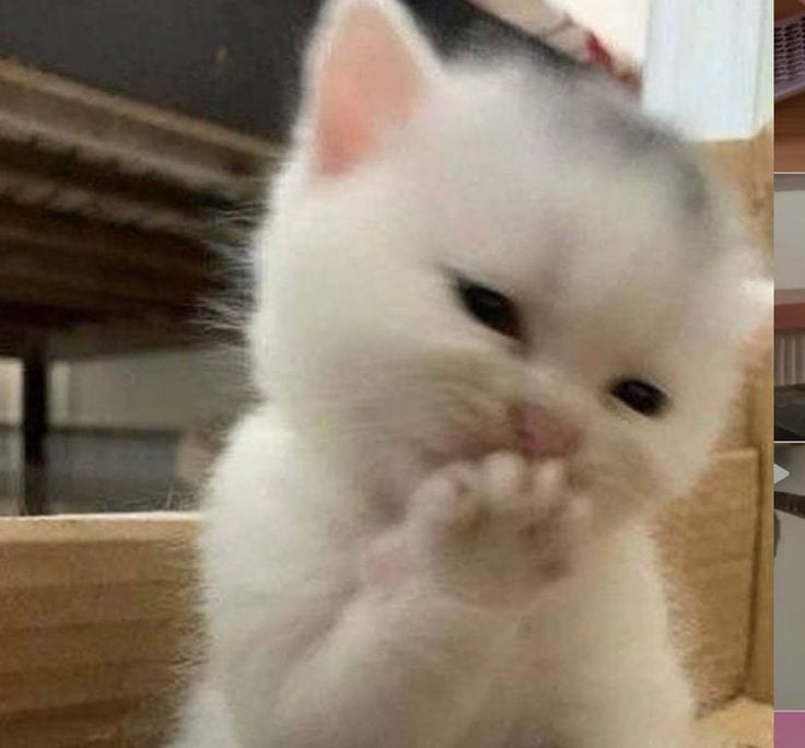 Foto Kucing Meme