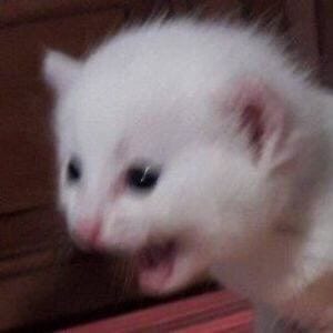 Foto Kucing Meme