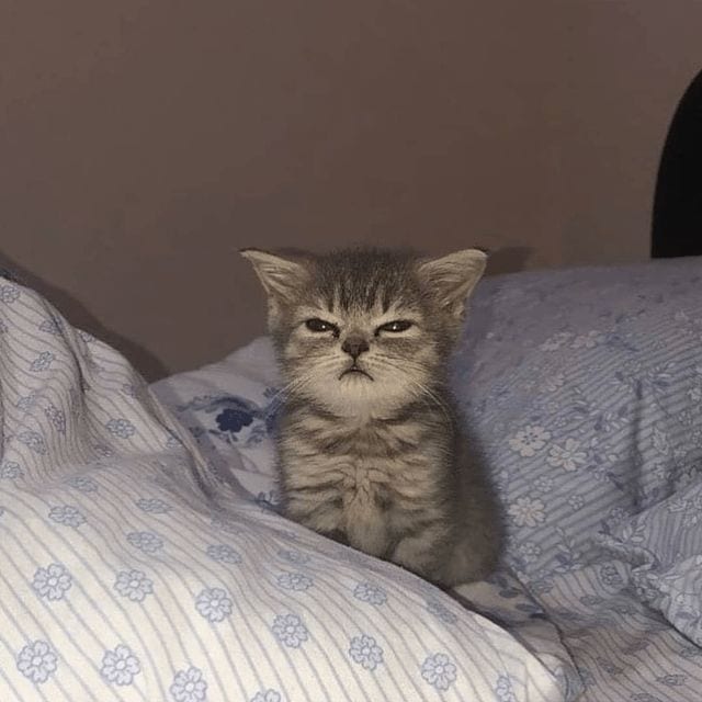 Foto Kucing Meme
