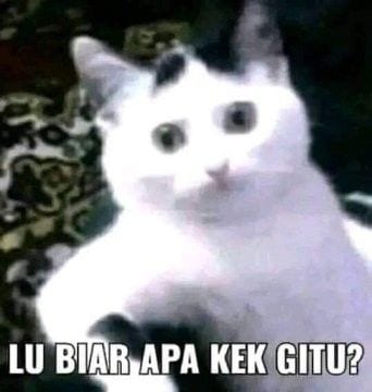Foto Kucing Meme