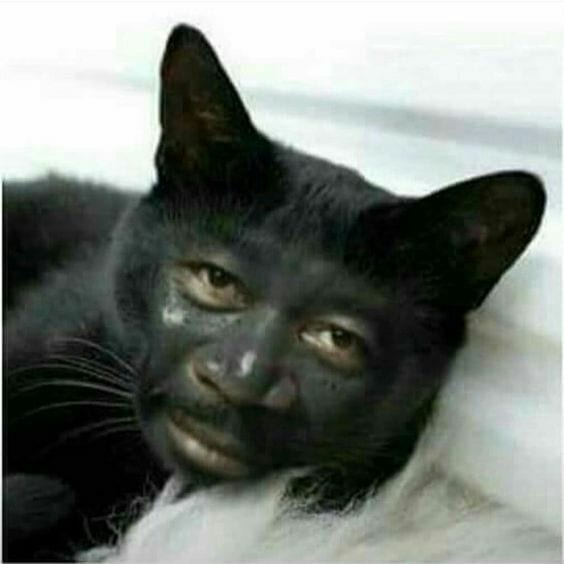 Foto Kucing Meme