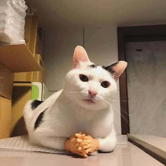 Foto Kucing Meme