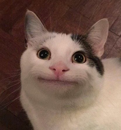 Foto Kucing Meme