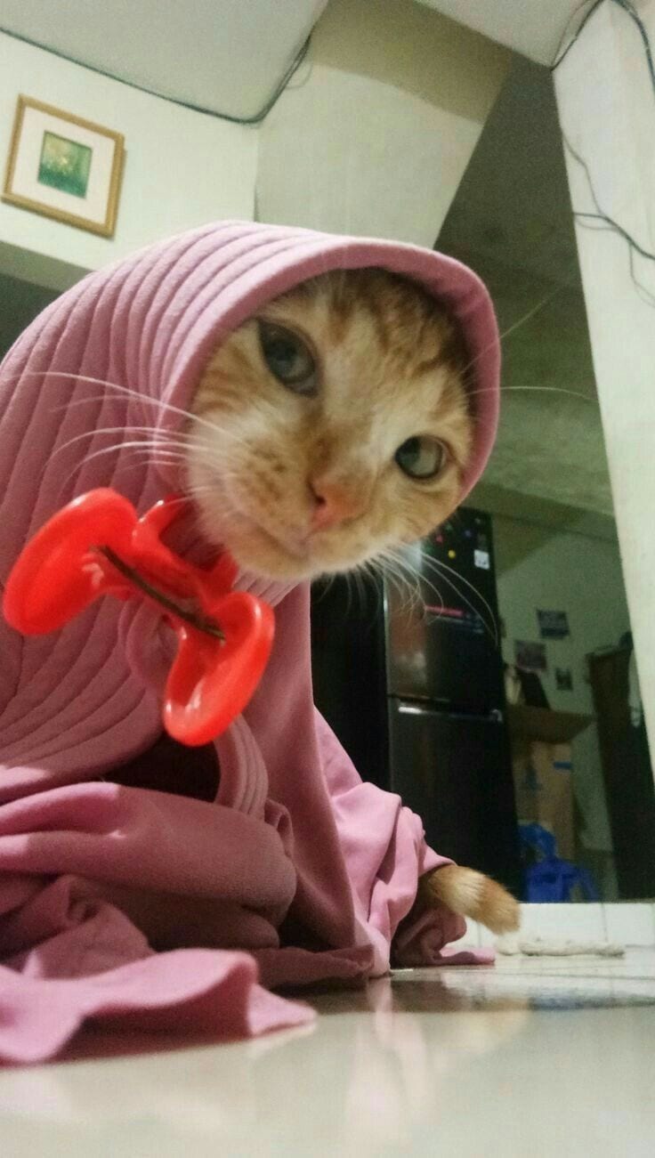 Foto Kucing Meme