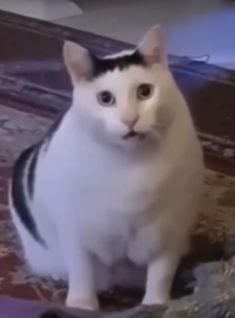 Foto Kucing Meme
