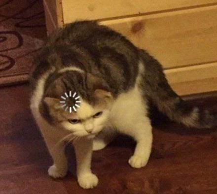 Foto Kucing Meme