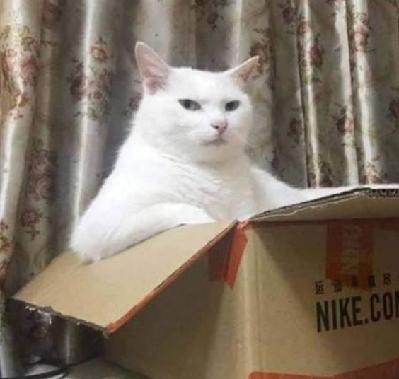 Foto Kucing Meme
