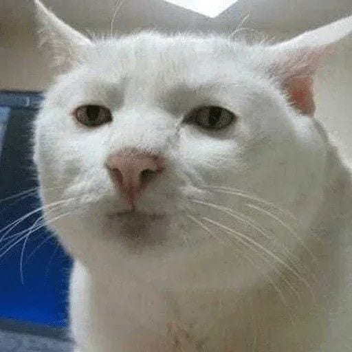 Foto Kucing Meme