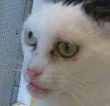 Foto Kucing Meme