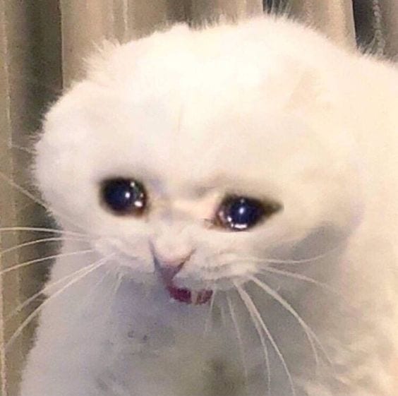 Foto Kucing Meme