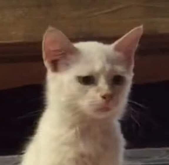 Foto Kucing Meme