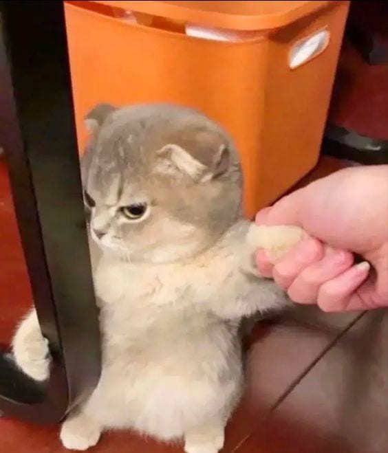 Foto Kucing Meme