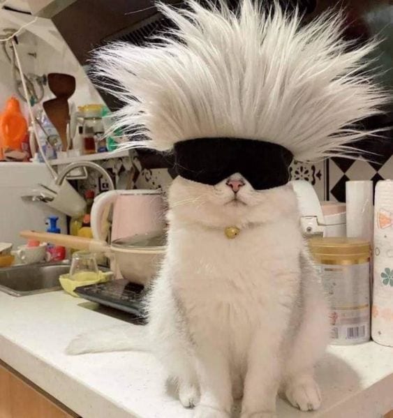Foto Kucing Meme
