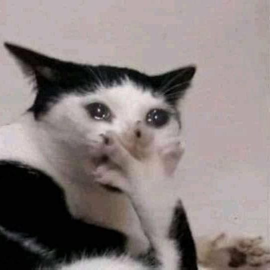 Foto Kucing Meme
