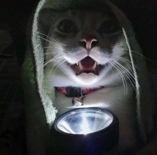 Foto Kucing Meme