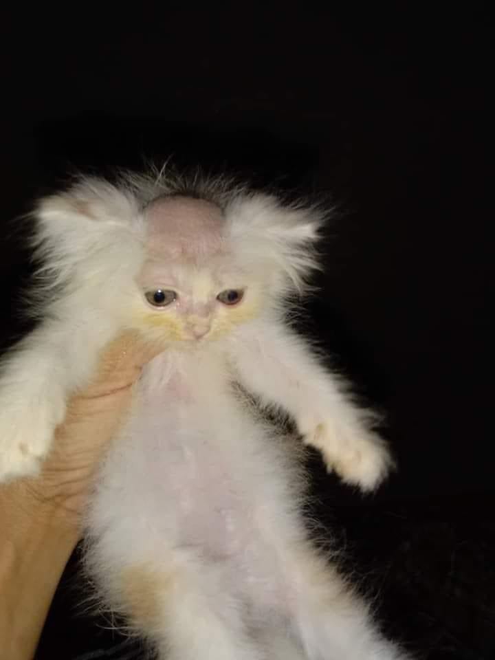 Foto Kucing Meme