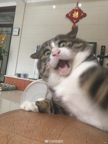Foto Kucing Meme