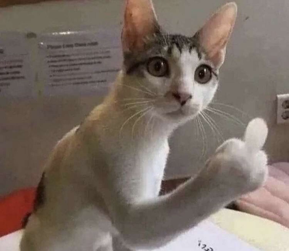 Foto Kucing Meme