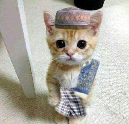 Foto Kucing Meme