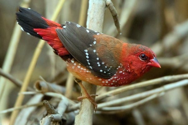 Gambar Burung Pipit