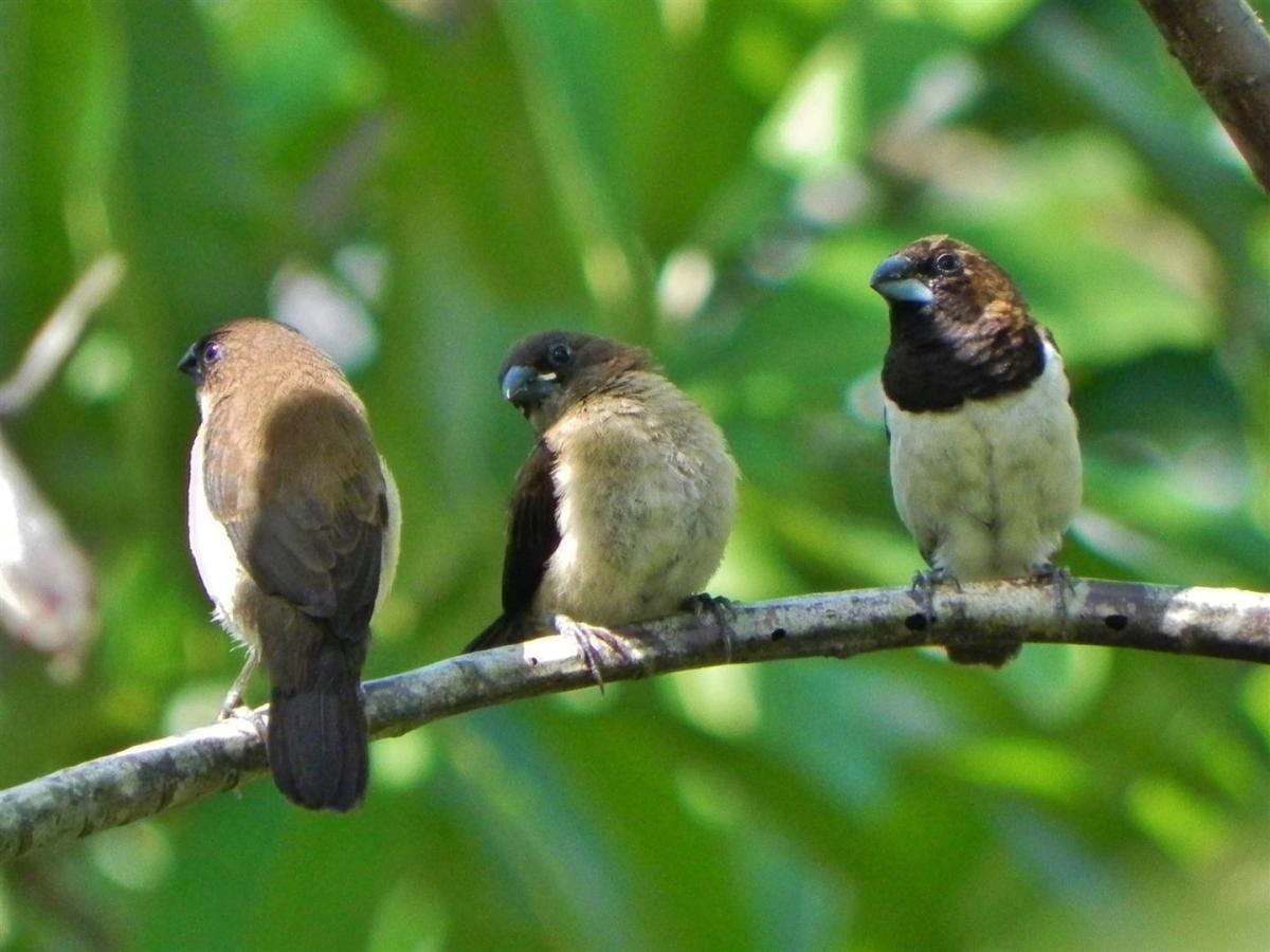 Gambar Burung Pipit