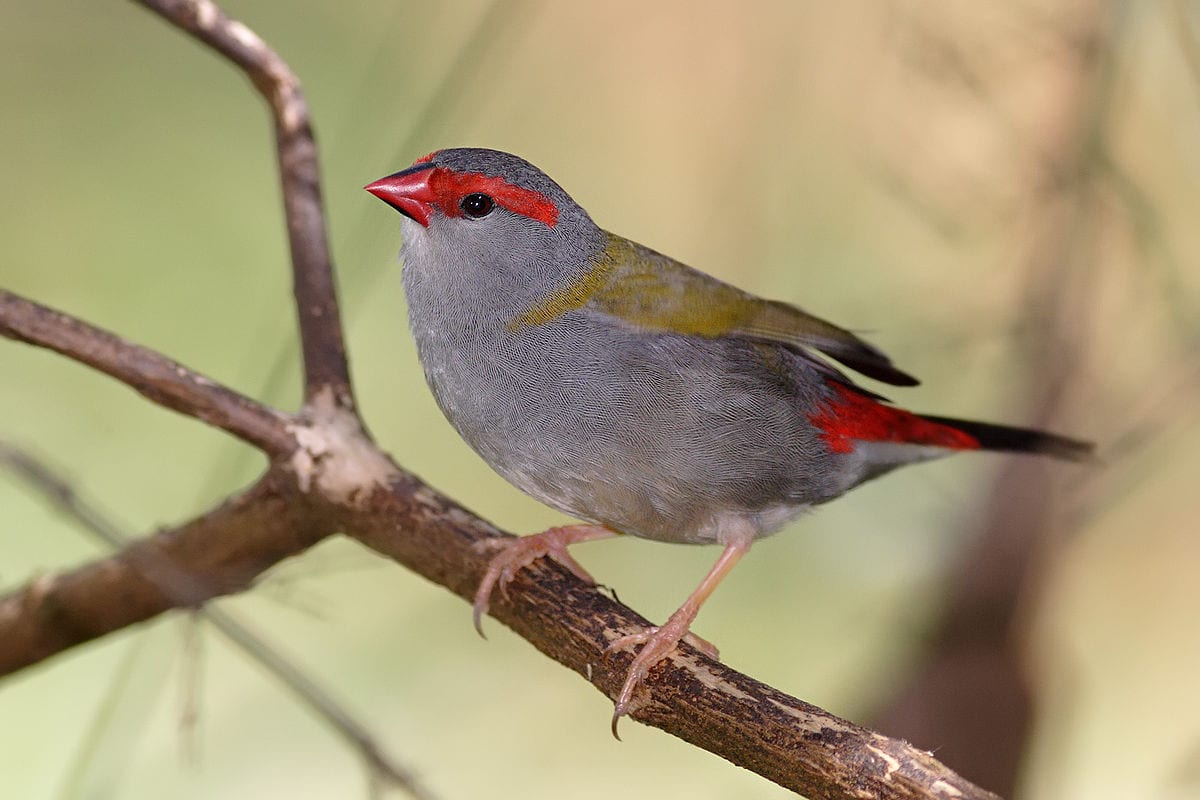 Gambar Burung Pipit